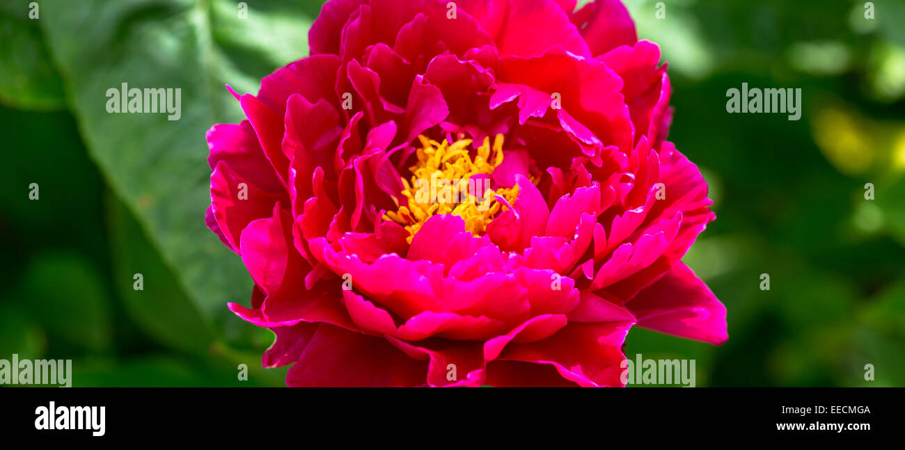 Blume Dahlie, Dahlia Hortensis, in voller Blüte rosa Blüten mit gelben Staubgefäßen im Sommer, UK Stockfoto