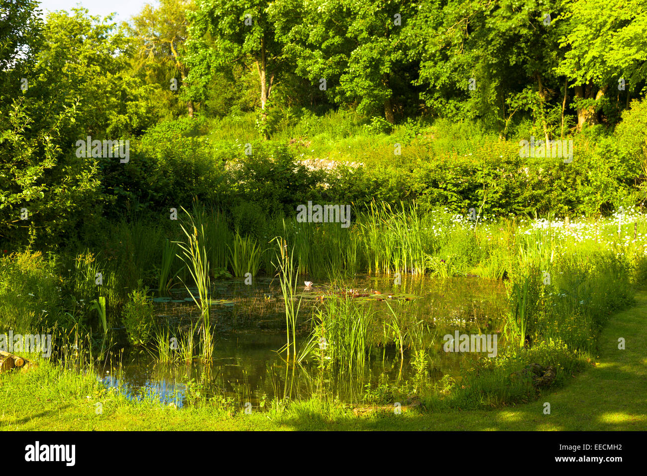 Tier-und Pflanzenwelt Gartenteich im Sommer im Garten in Swinbrook, Cotswolds, England, Vereinigtes Königreich Stockfoto