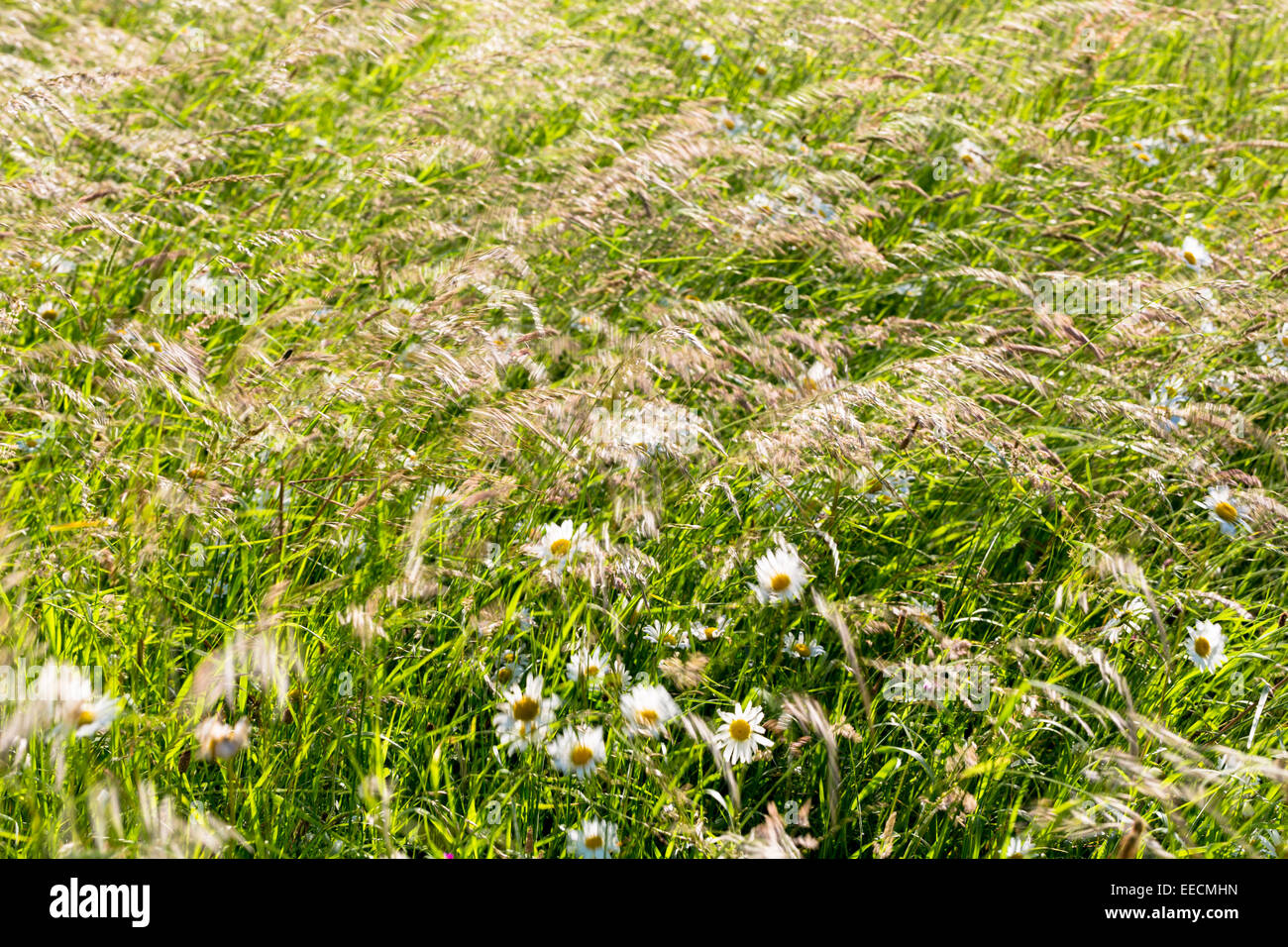 Wildblumen und wilde Ziergräser in Wildblumen Wiese Grasland Feld in Gloucestershire, Großbritannien Stockfoto