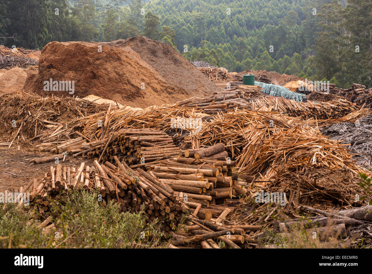 Swasiland, Afrika - Holzindustrie in Hhohho Bezirk. Pfähle aus Holz, Sägemehl und Schrägstrich in der Nähe von Mühle. Stockfoto