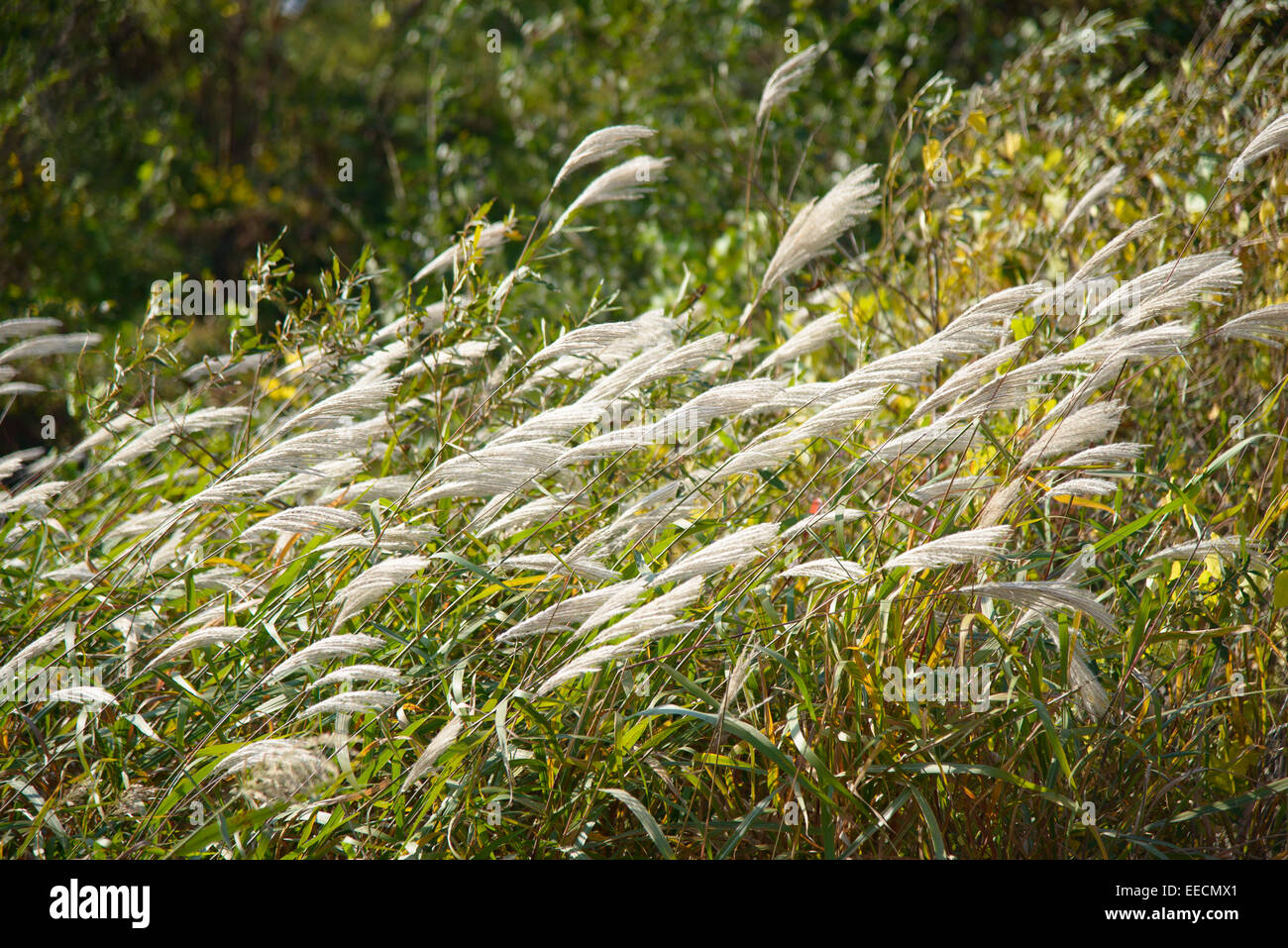 glänzend Silber Grass mit Wind in einem Feld Stockfoto