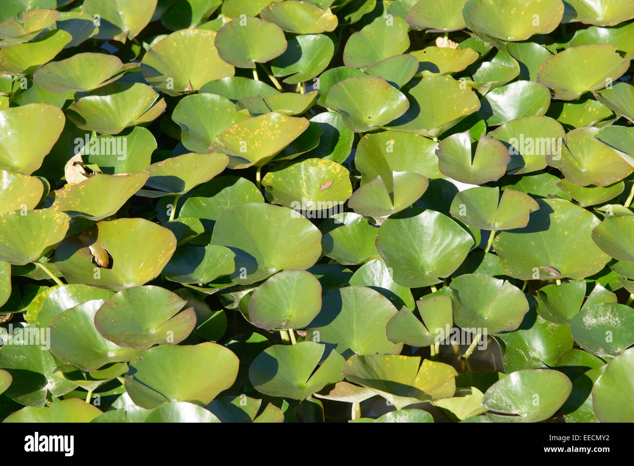 Nahaufnahme von Lotus Blätter in einem Teich im Herbst Stockfoto
