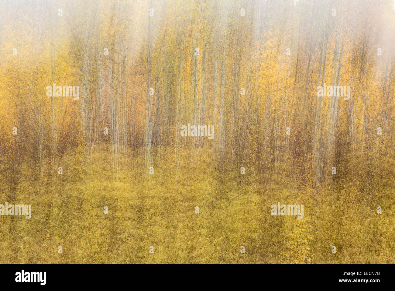 Zusammenfassung von Pappeln im Herbst, Sudbury, Ontario, Kanada Stockfoto