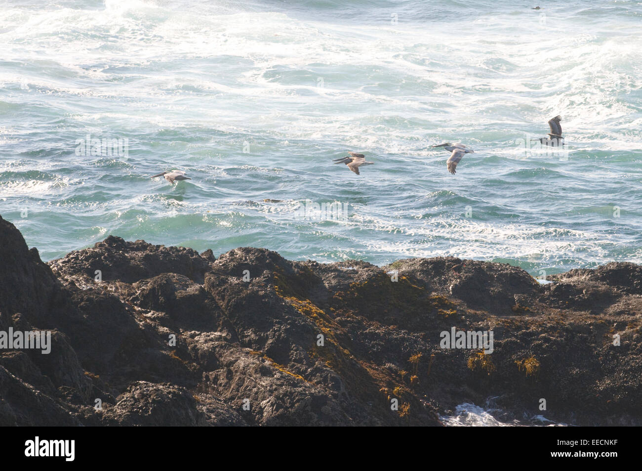 Braune Pelikane fliegen entlang der kalifornischen Pazifik-Küste Stockfoto