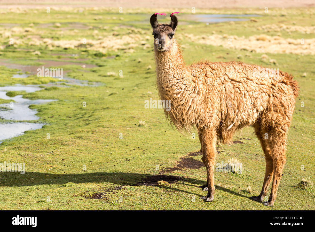 Braune Lama, Potosi, Altiplano, Bolivien, Südamerika Stockfoto