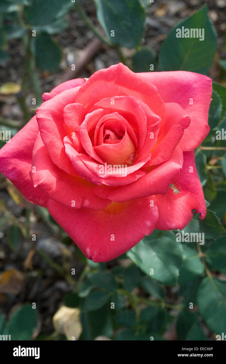 Reiche rosa rote rose Luther Burbank Garten Santa Rosa Kalifornien USA Stockfoto