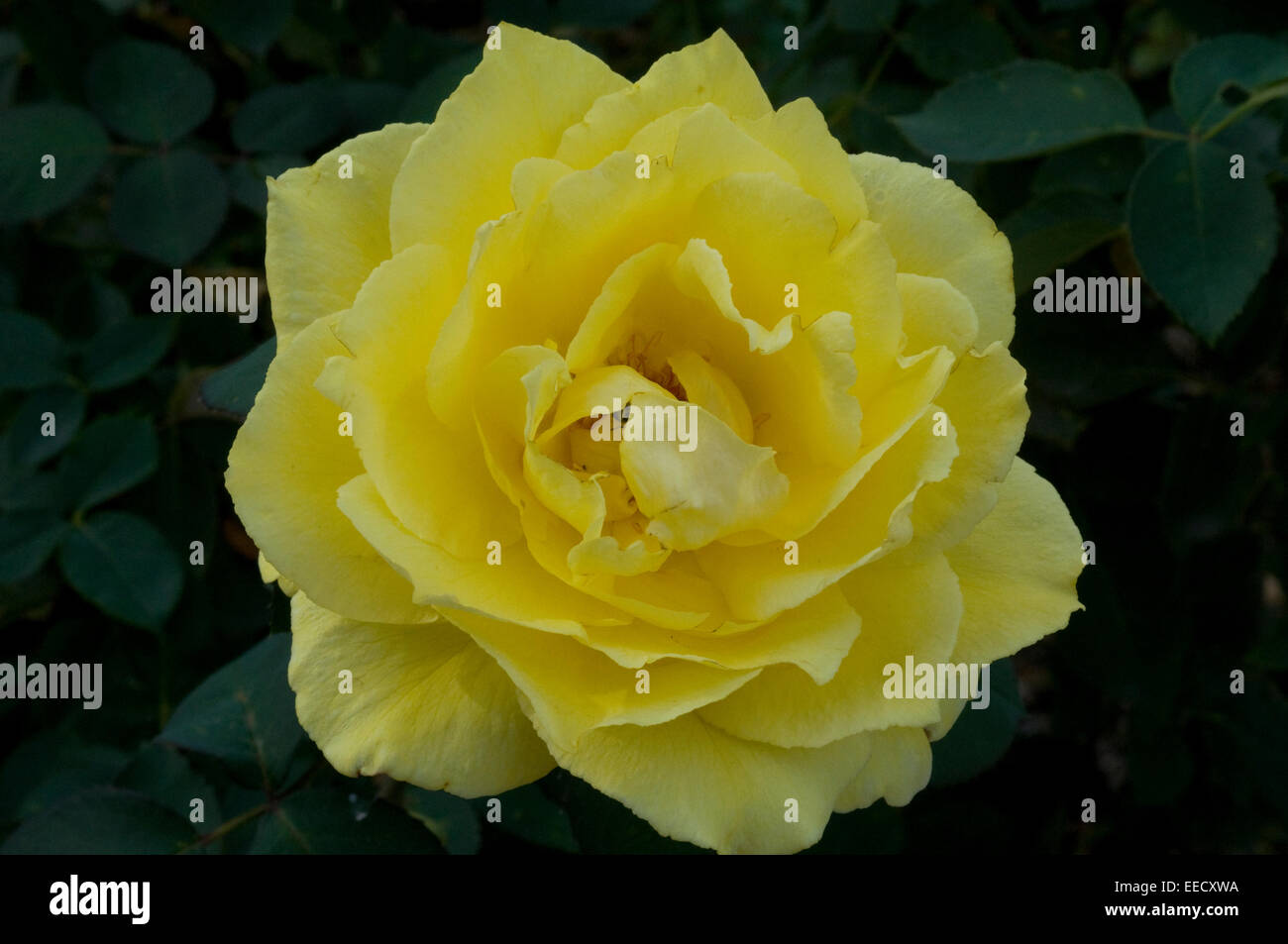 Leuchtend gelbe rose Luther Burbank Garten Santa Rosa Kalifornien USA Stockfoto