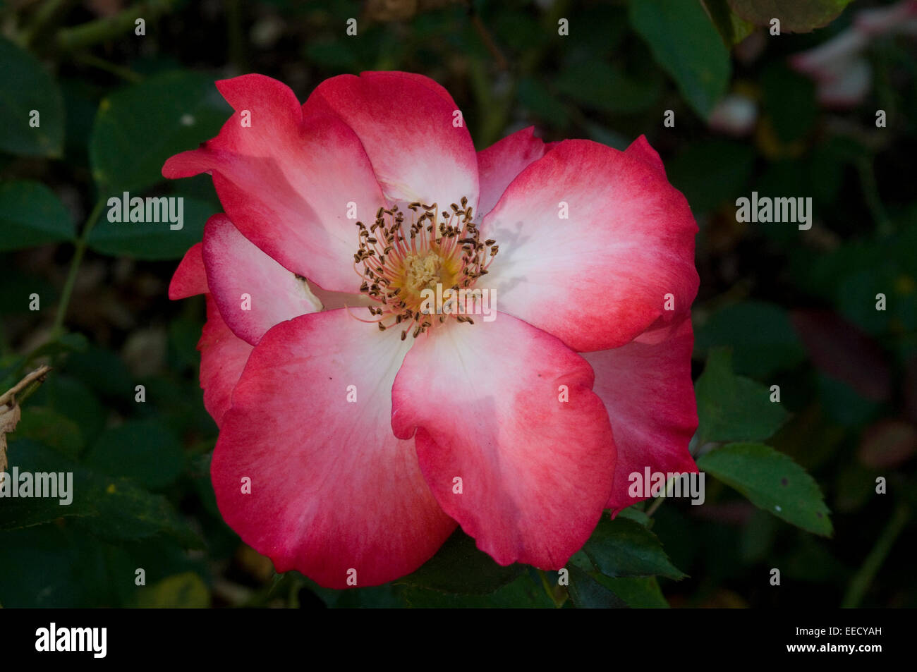 Altmodische Garten rote und weiße rose Luther Burbank Garten Santa Rosa Kalifornien USA Stockfoto