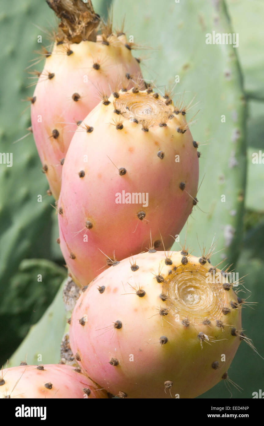 Kaktusfeige Cactaceae der Opuntia Ficus-Indica (L.) Mühle. (1768), kultiviert seit Urzeiten jetzt überall eingebürgert Stockfoto