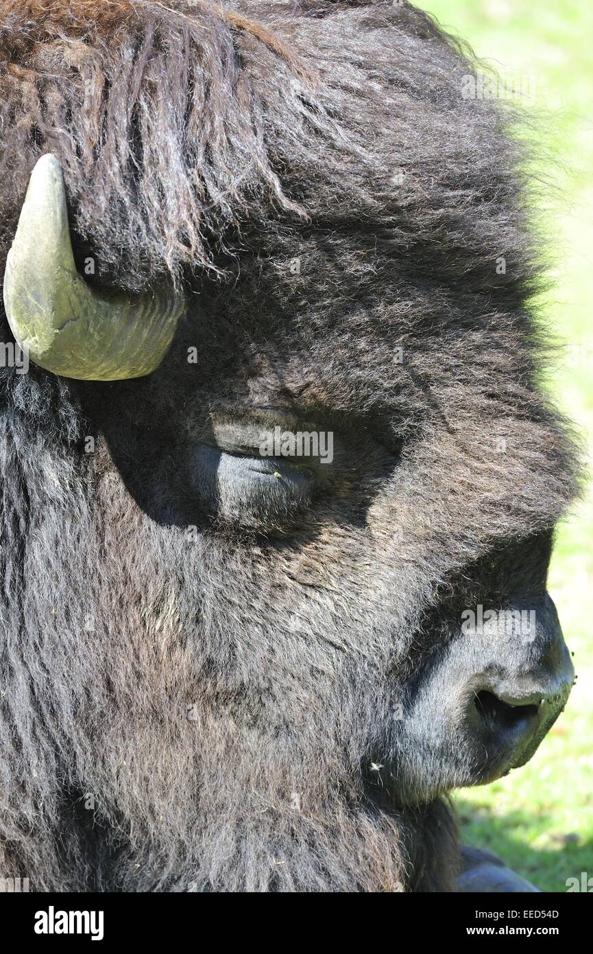 Amerikanische Bison - Büffel (Bison Bison) ruhen - Kopf details Stockfoto