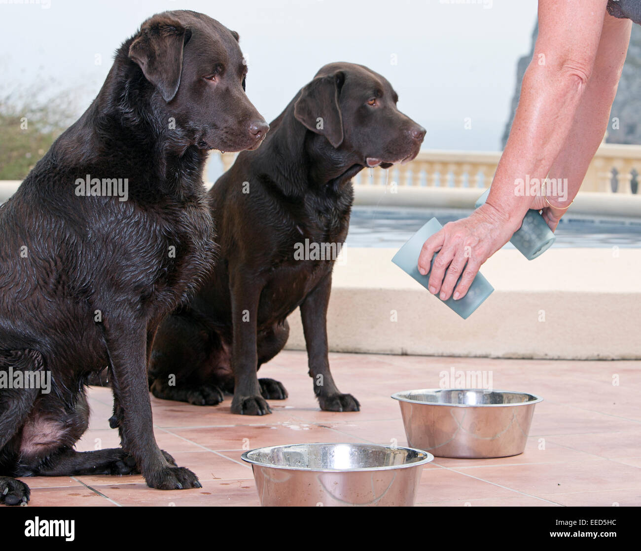 Essenszeit auf Urlaub. Brav warten. Stockfoto