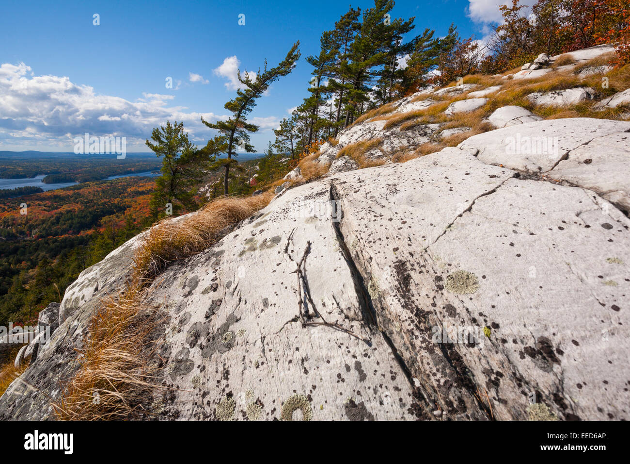 Flechten Sie bedeckt White Quarzit-Felsen in Killarney Provincial Park, Ontario, Kanada. Stockfoto