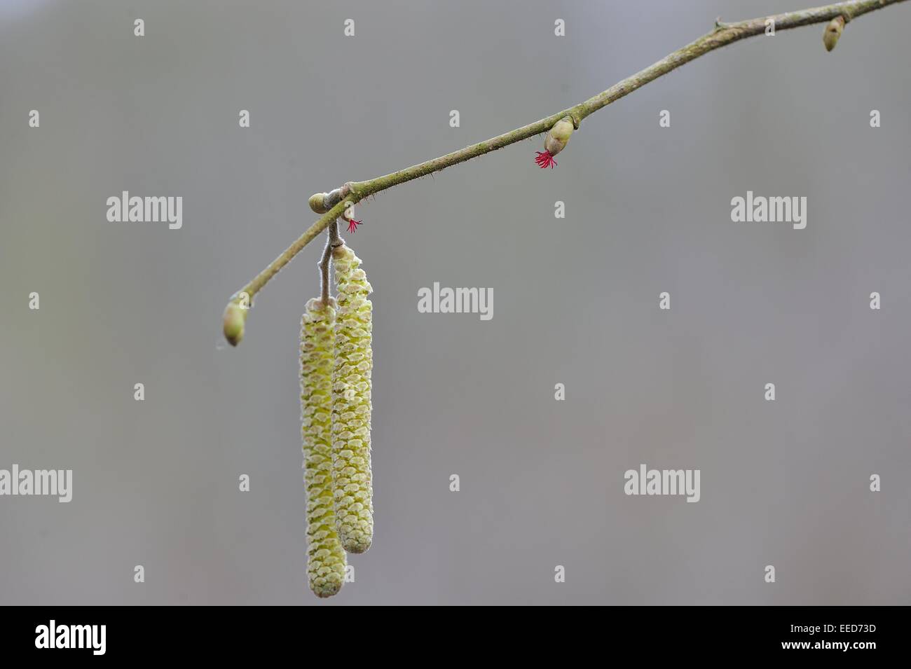 Gemeinsame Hasel (Corylus Avellana) männlichen Kätzchen und weibliche Blüte im Frühjahr Stockfoto