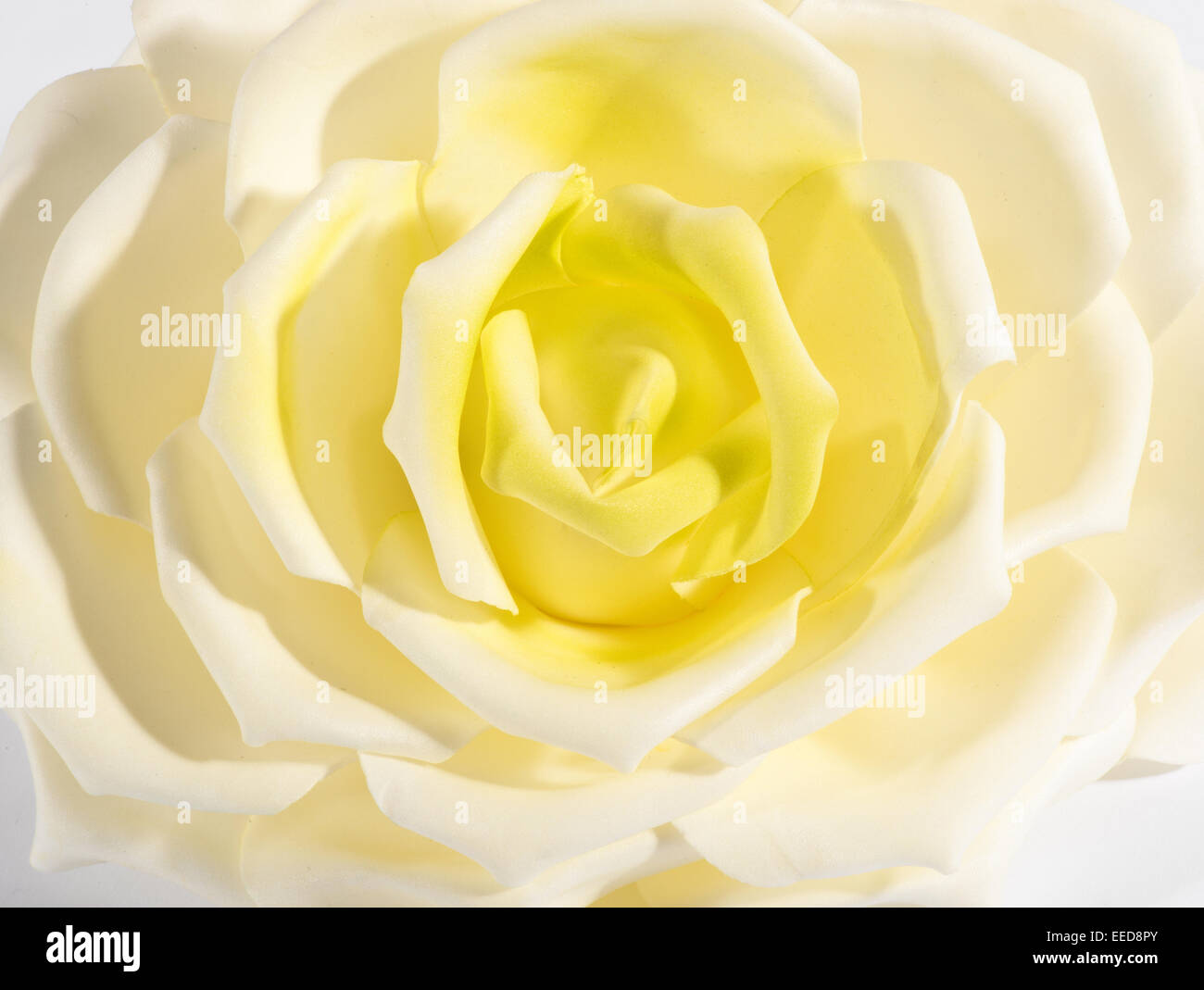 Detail eines weiße und gelbe rose Nahaufnahme Stockfoto