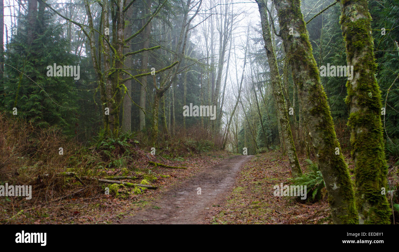 Ein Weg führt durch den Wald in der Nähe von Cougar Mountain im US-Bundesstaat Washington an einem nebligen Wintermorgen. Stockfoto