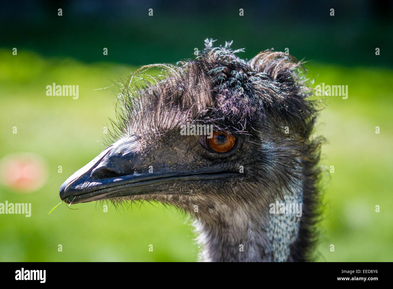 Detaillierte Nahaufnahme des Gesichts und der Schnabel ein emu. Stockfoto