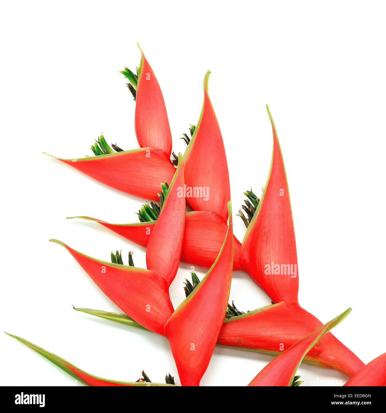 Tropische Heliconia Rot Blume (Heliconia Stricta), isoliert auf weißem Hintergrund Stockfoto