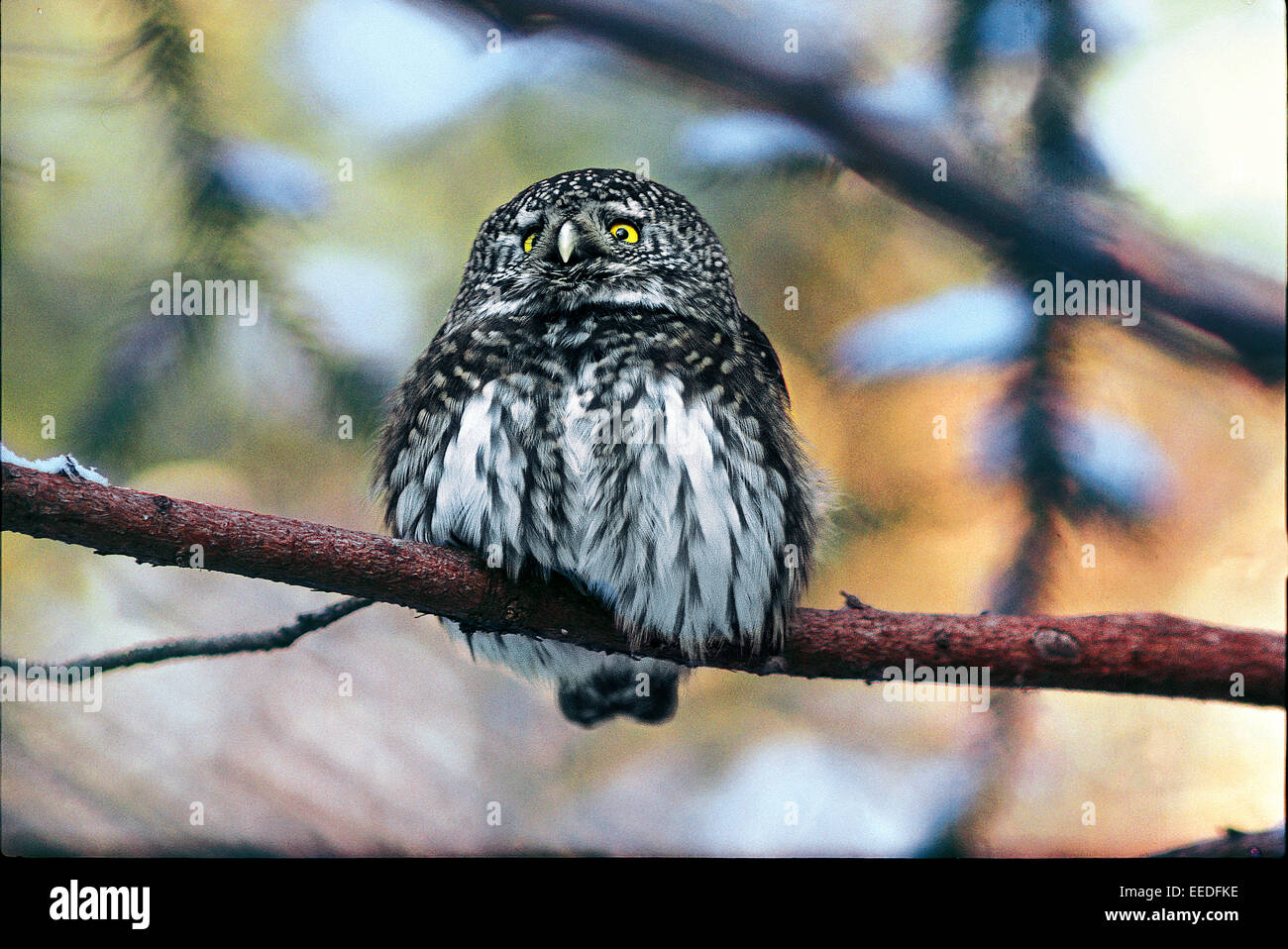 Pygmy Eule (Glaucidium Passerinum) im verschneiten Nadelwald Stockfoto