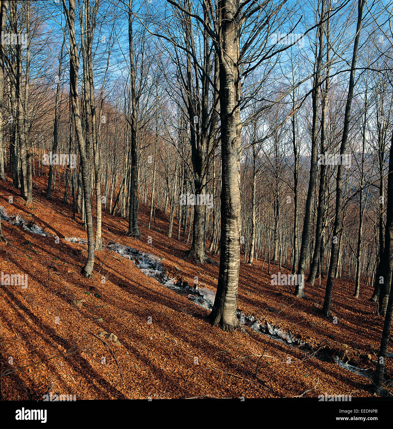 Gefrorenen Bach im Buchenwald (Fagus Sylvatica) Stockfoto