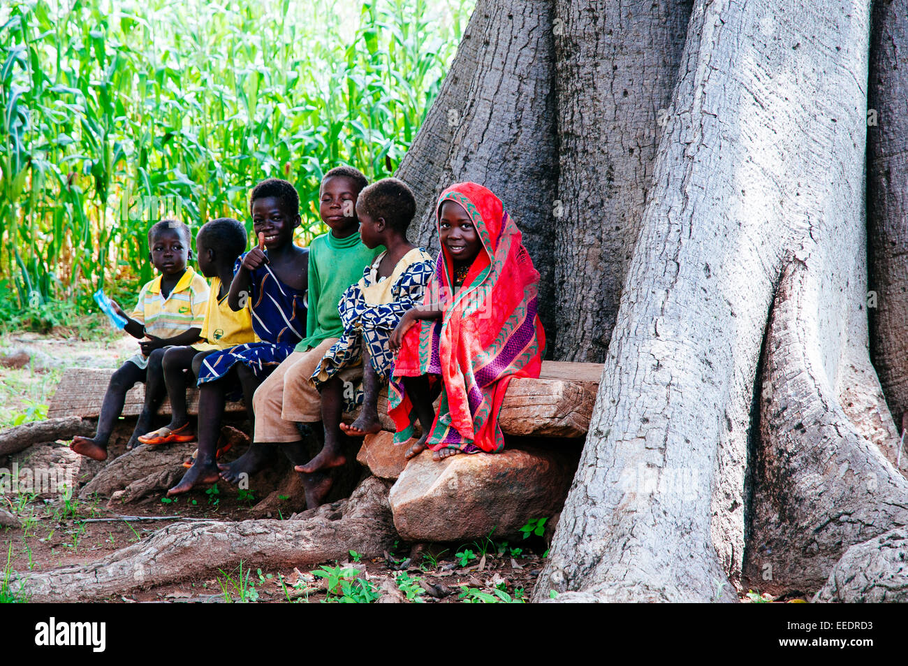 Sowie Kinder sitzen unter einem Baobab. Burkina Faso Stockfoto