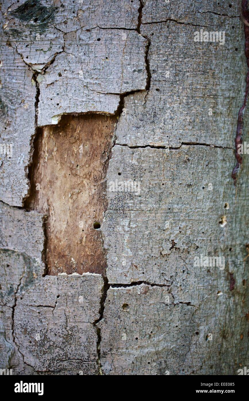 Nahaufnahme von rissige Baumrinde Abblättern eines Baumes Stockfoto