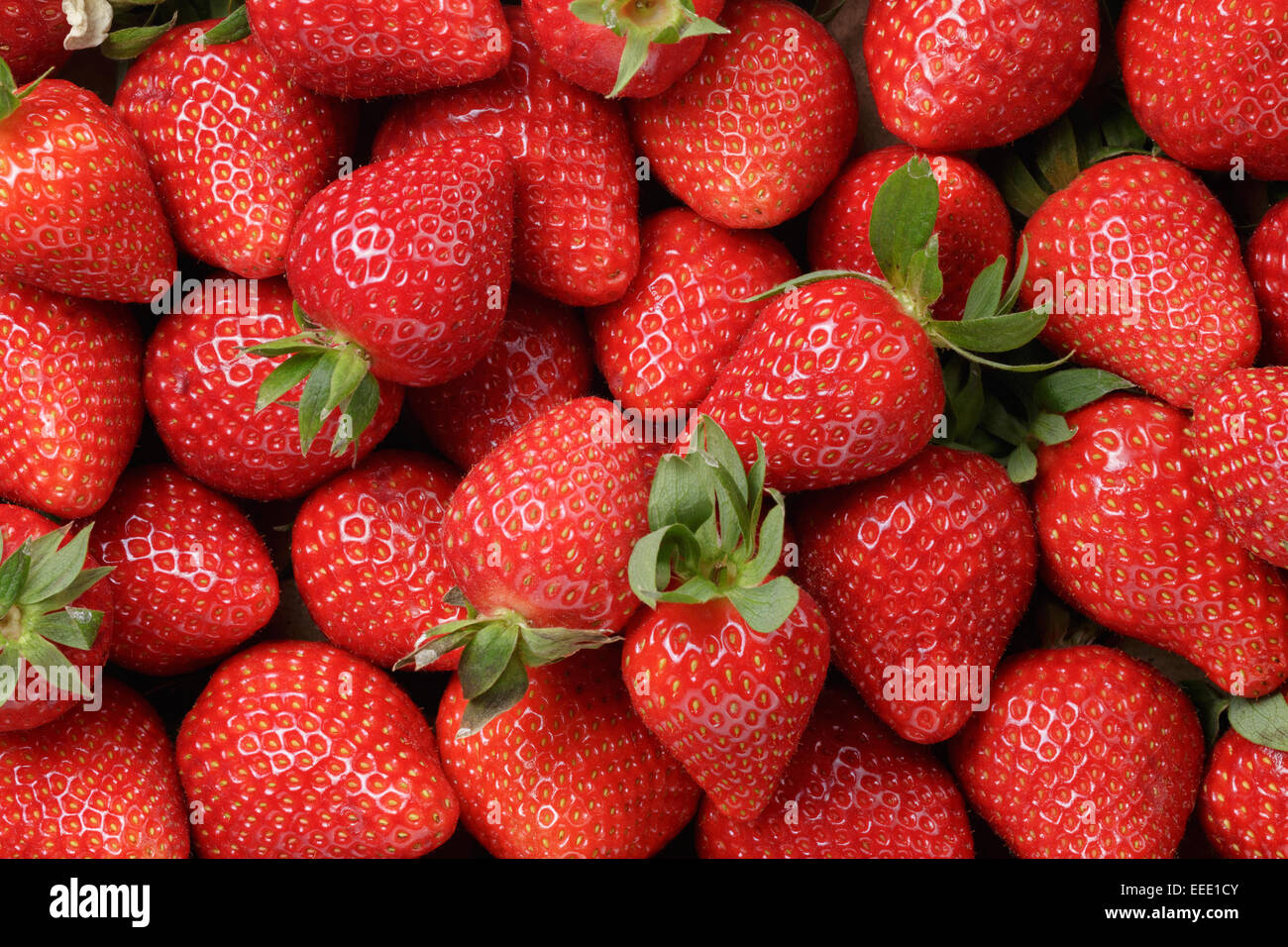Hintergrund aus erntefrischen Erdbeeren direkt über Stockfoto