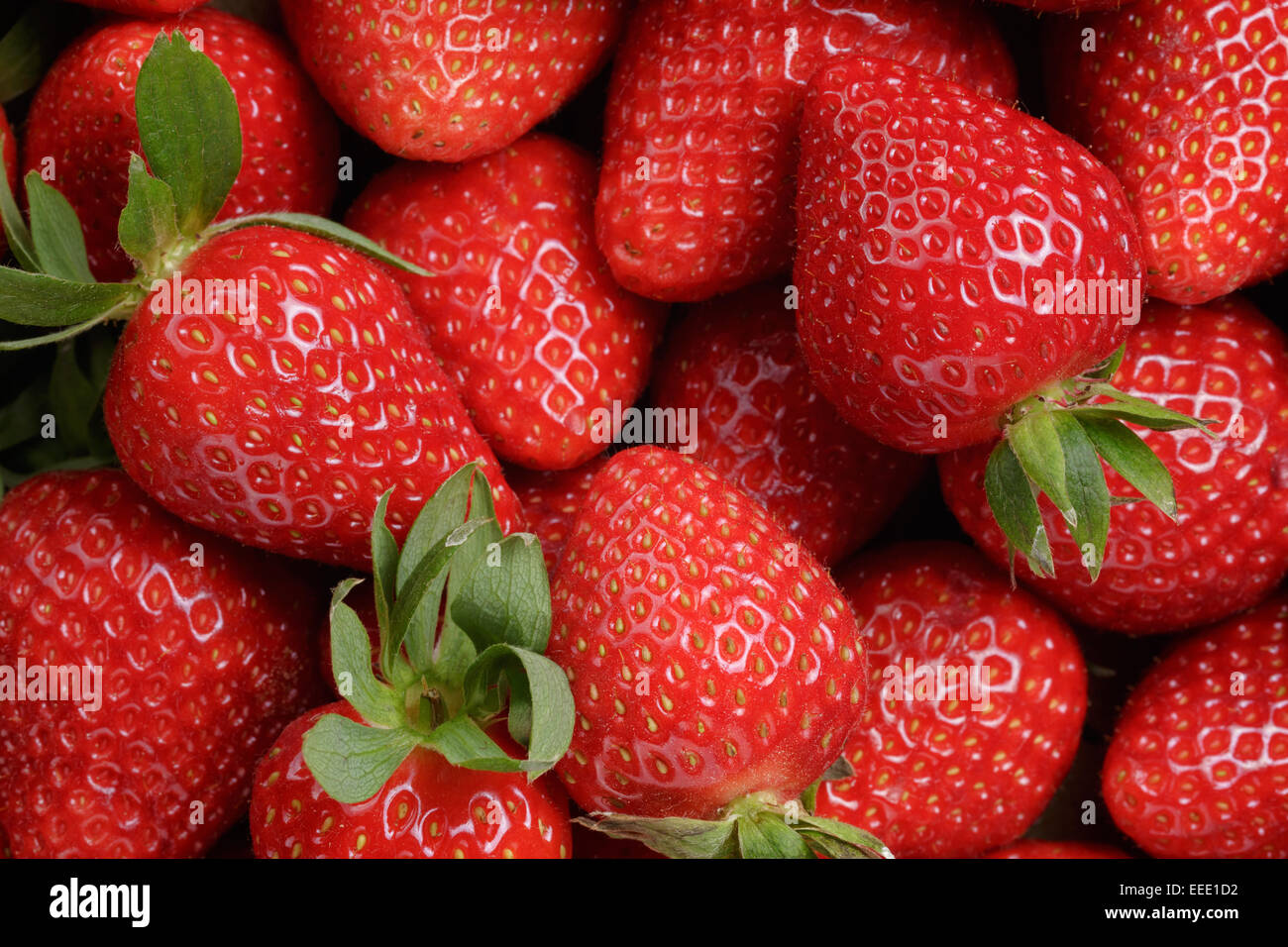 Hintergrund aus erntefrischen Erdbeeren direkt über Stockfoto