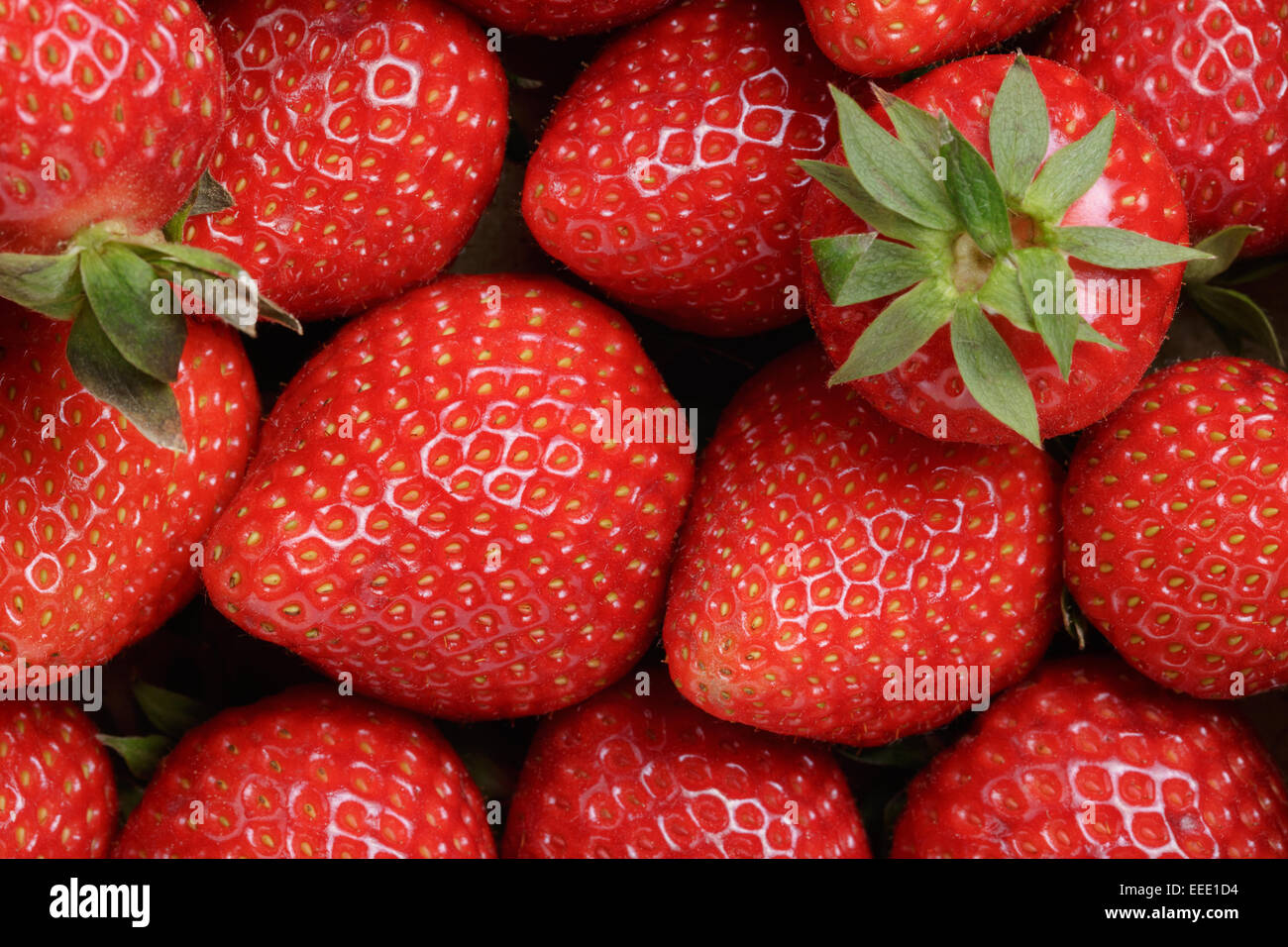 Hintergrund aus erntefrischen Erdbeeren direkt über Stockfoto