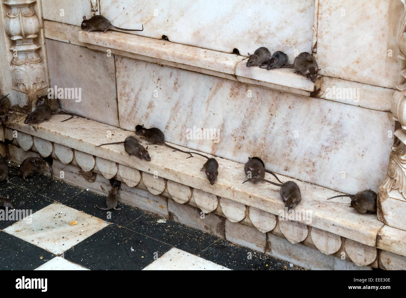 Indien, Rajasthan, Bikaner, Deshnoke, Karni Mata Tempel, berühmt für Ratte Bevölkerung Stockfoto