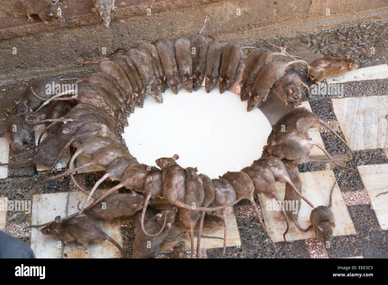 Indien, Rajasthan, Bikaner, Deshnoke, Karni Mata Tempel, berühmt für Ratte Bevölkerung Stockfoto