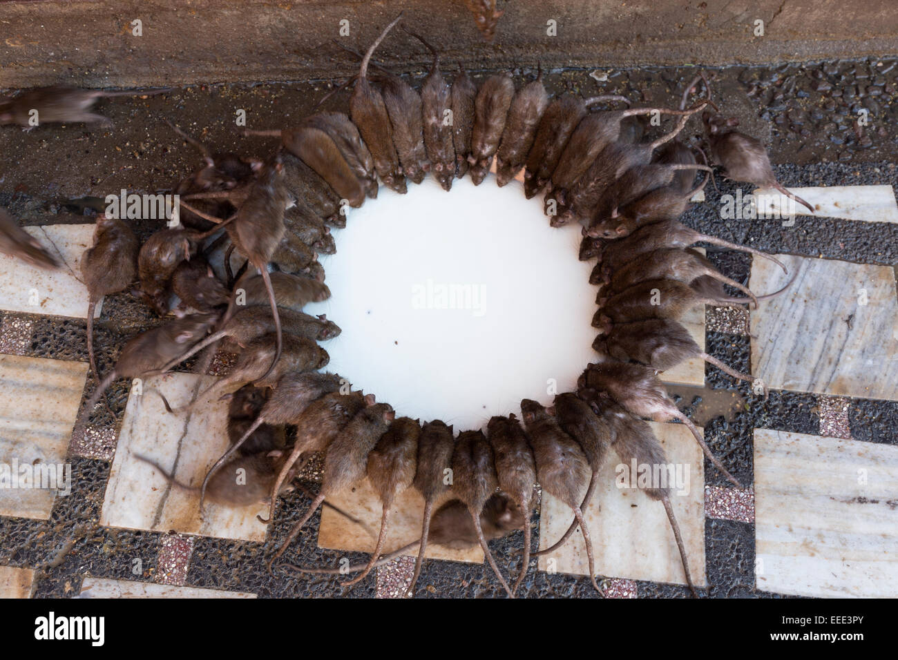 Indien, Rajasthan, Bikaner, Deshnoke, Karni Mata Tempel, Fasmous für Ratte Bevölkerung Stockfoto