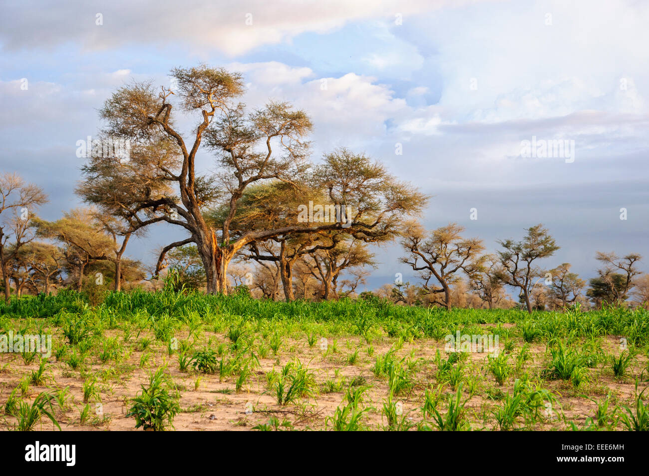 Riesige Akazienbäume in der Savanne, Senegal. Stockfoto