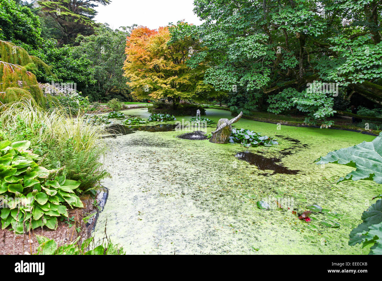 Teich wal Fotos und Bildmaterial in hoher Auflösung Alamy