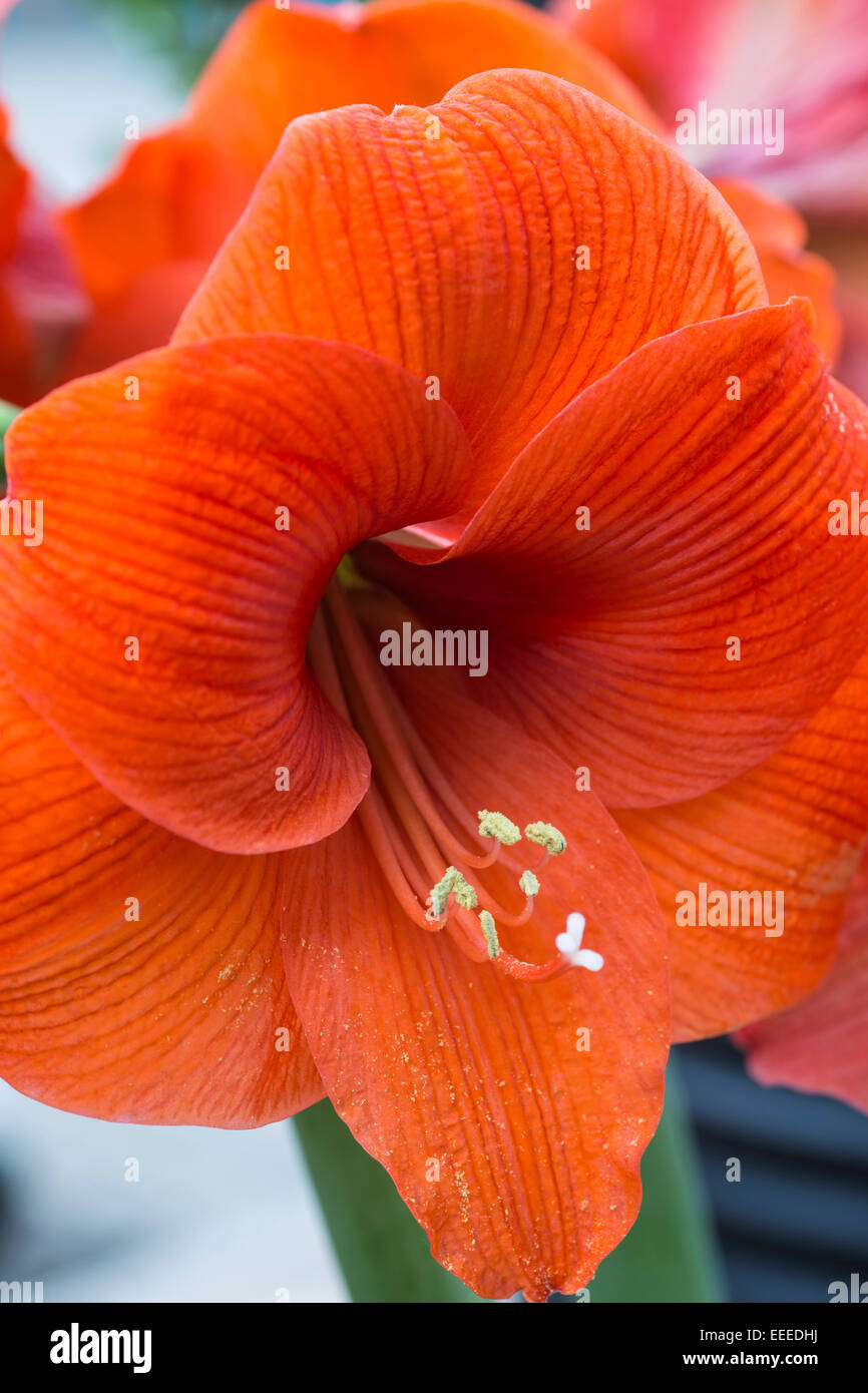 Amaryllis "Naranja" Stockfoto