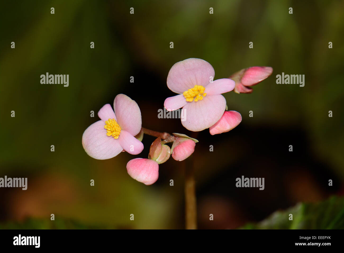 Begonia-Blume (Begonia Sempreflorens) im Thai Flower garden Stockfoto