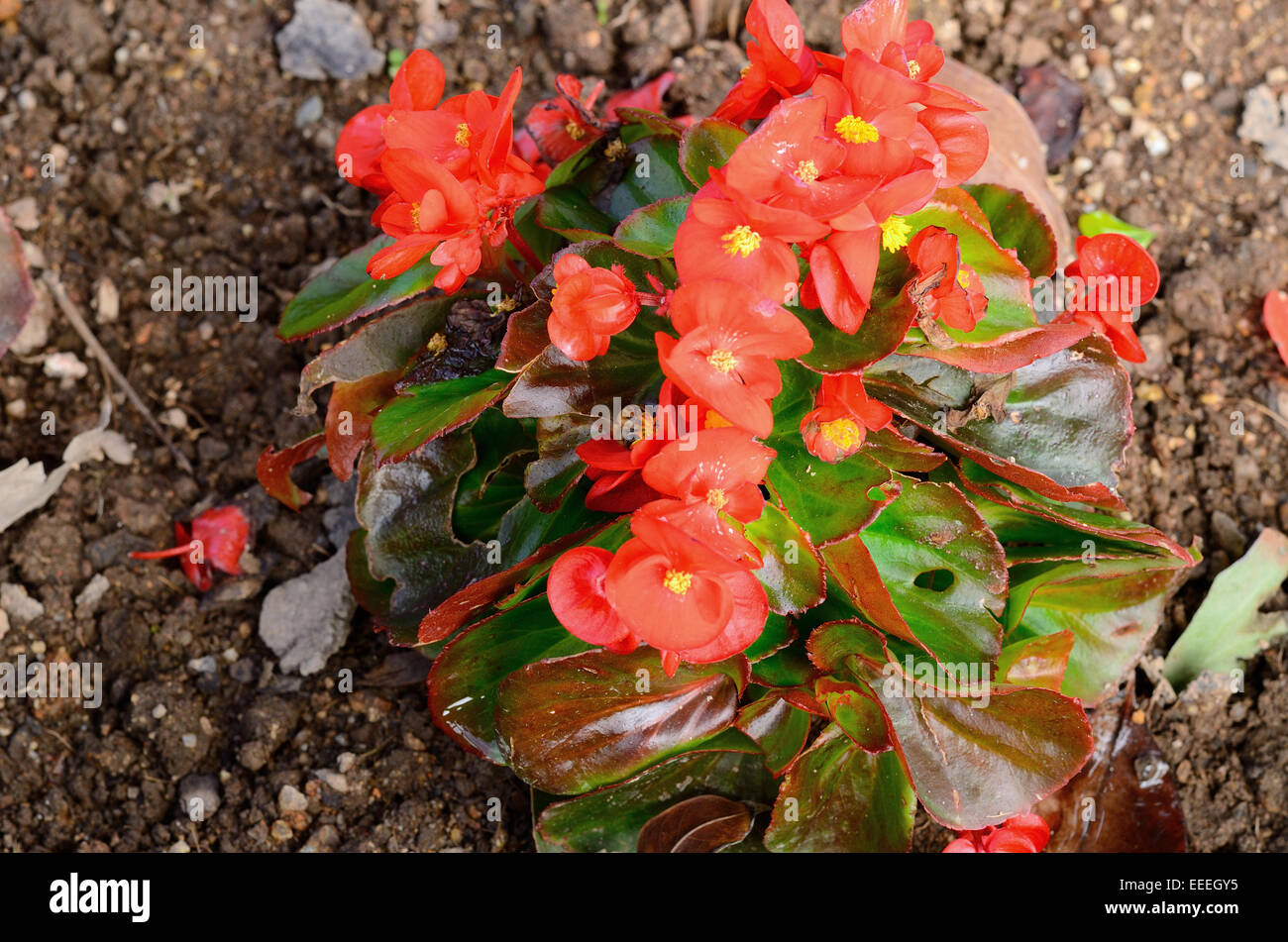 Begonia-Blume (Begonia Sempreflorens) im Thai Flower garden Stockfoto