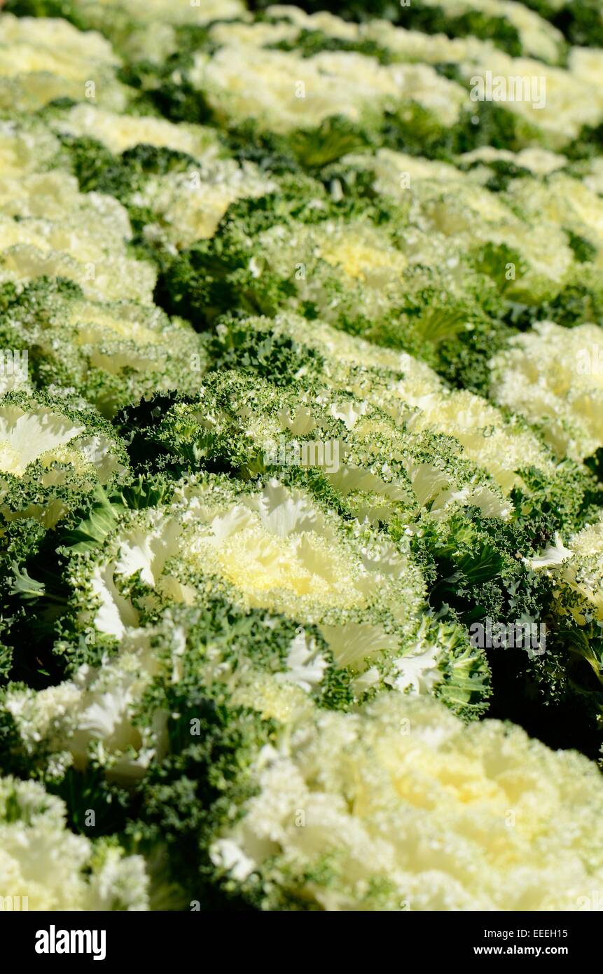 schöne Zierpflanze Endivie Grünkohl (Brassica Oleracea) im Thai Flower garden Stockfoto