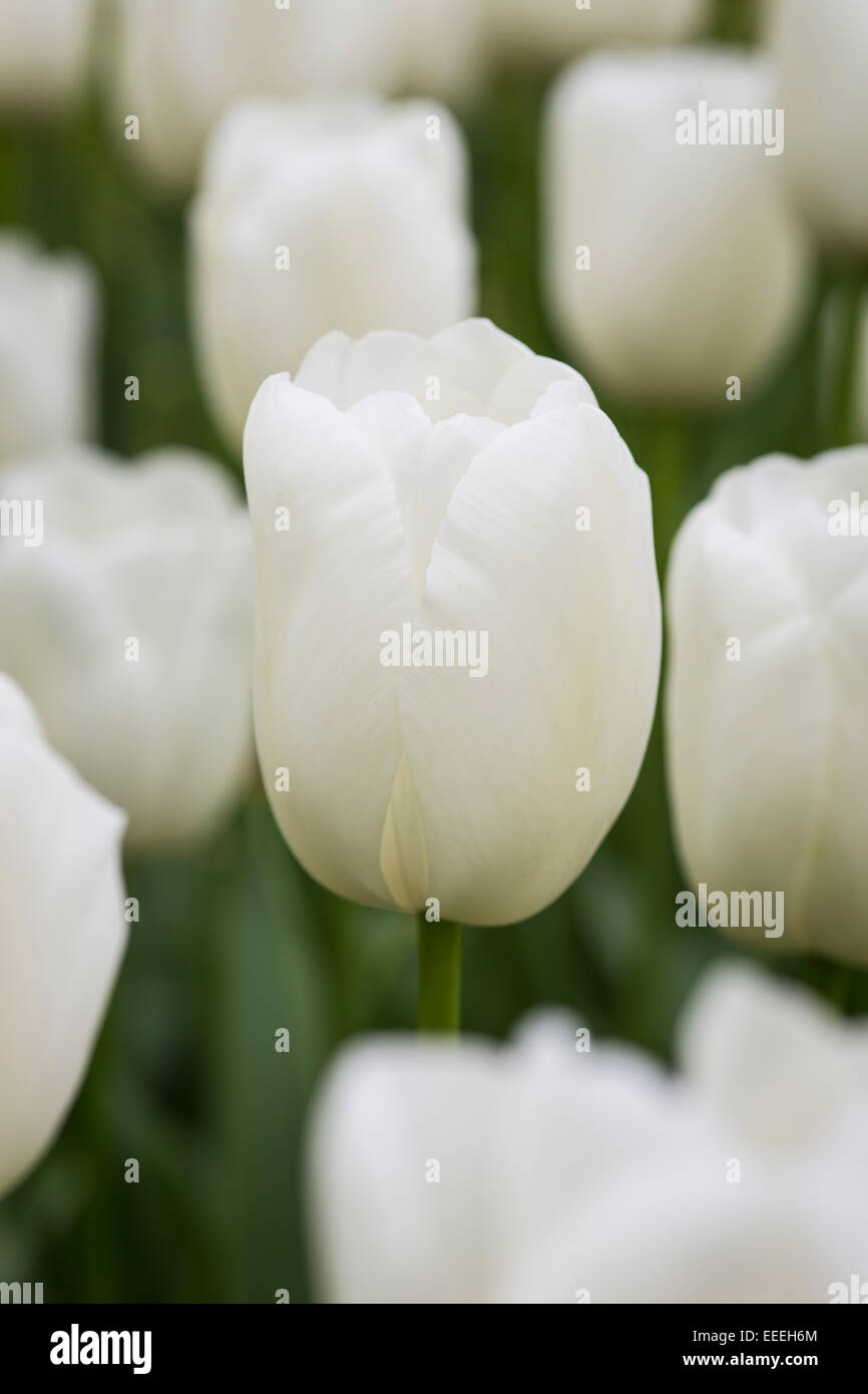 Maureen -Fotos und -Bildmaterial in hoher Auflösung – Alamy