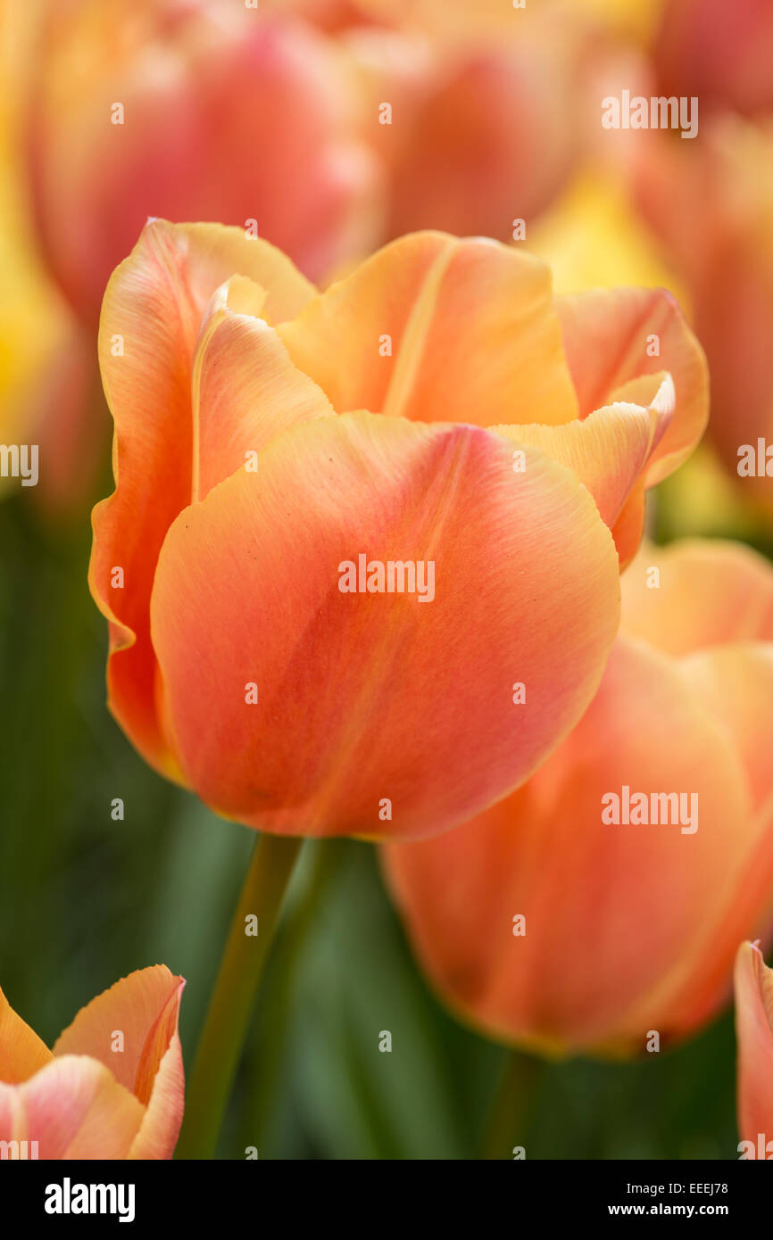 Tulipa "Atemberaubende Apricot" Stockfoto