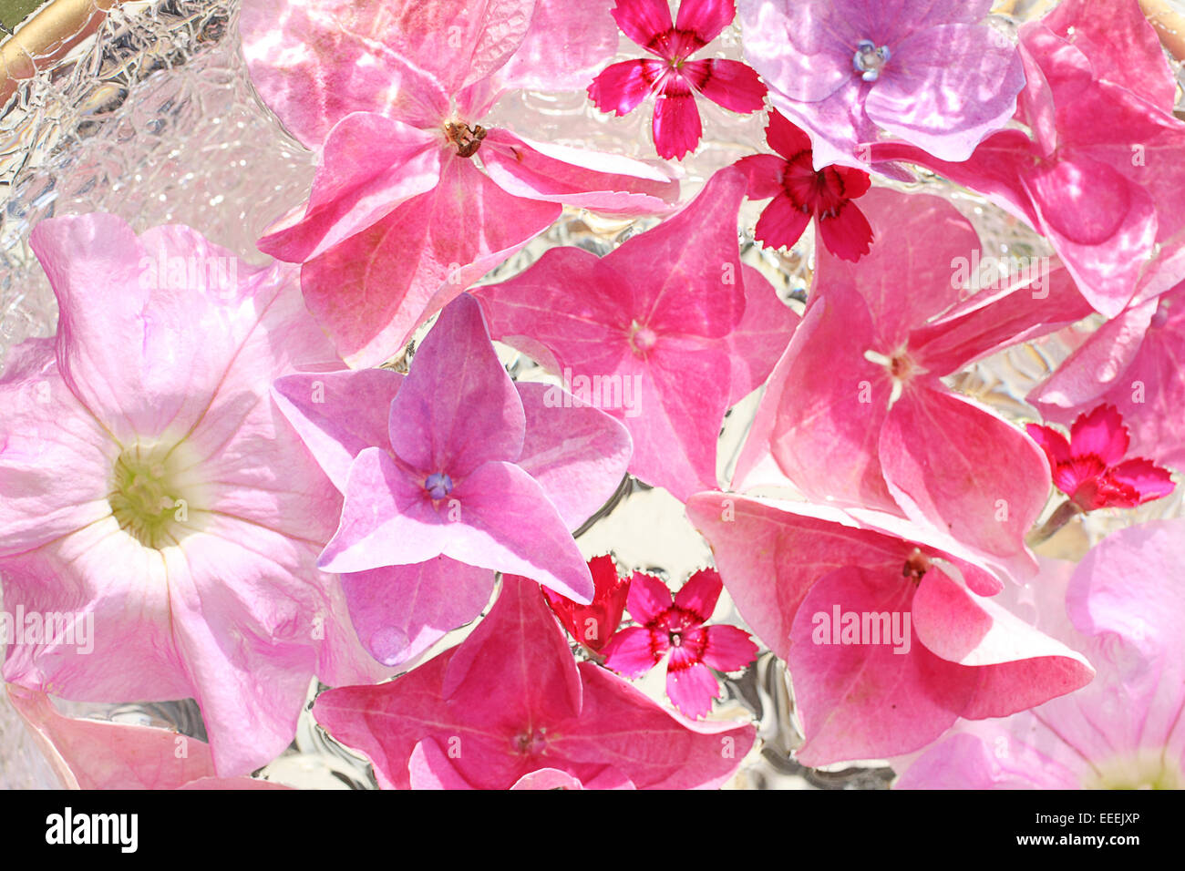 Schöne, florale rosa, Hintergrund mit Makro-Blumen Stockfoto