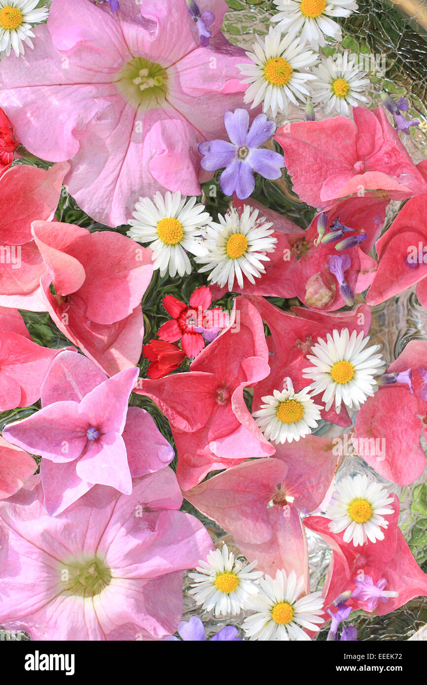 Schöne, florale rosa, Hintergrund mit Makro-Blumen Stockfoto