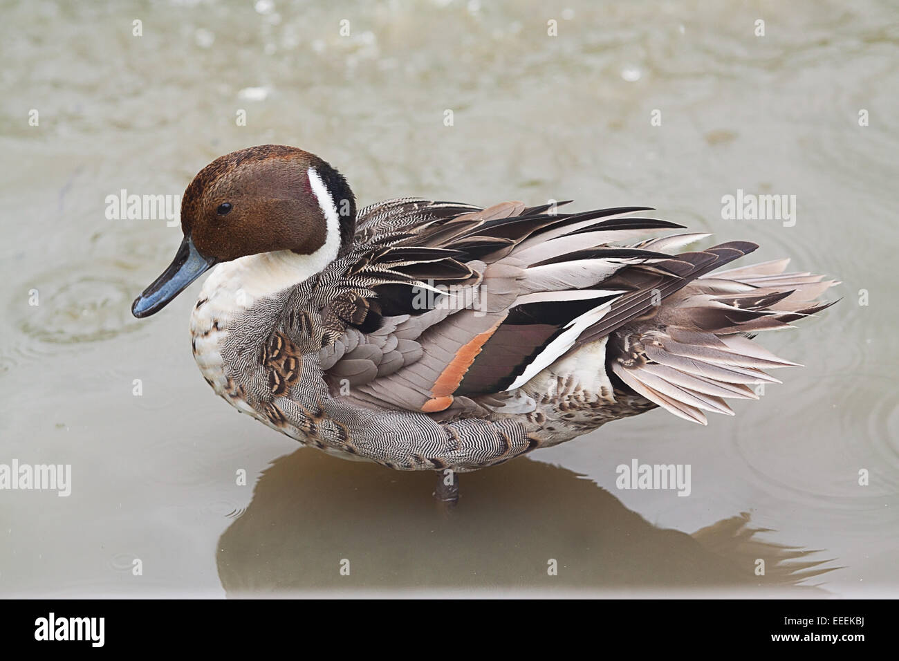 Foto von einer Ente stehend im Wasser Stockfoto