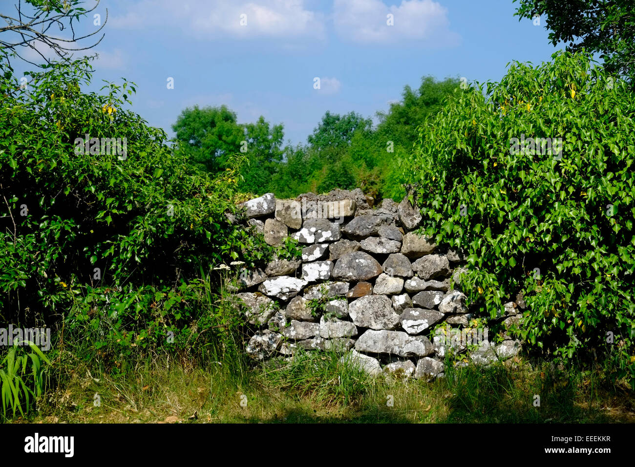 Eine Trockenmauer und Laub im ländlichen Irland Stockfoto
