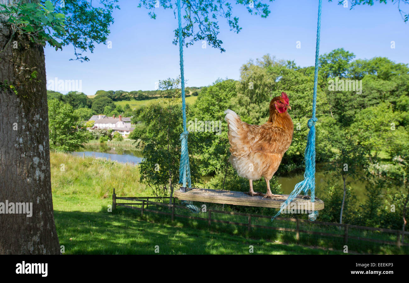 Ein Huhn auf einer Schaukel auf einem englischen Hof Stockfoto