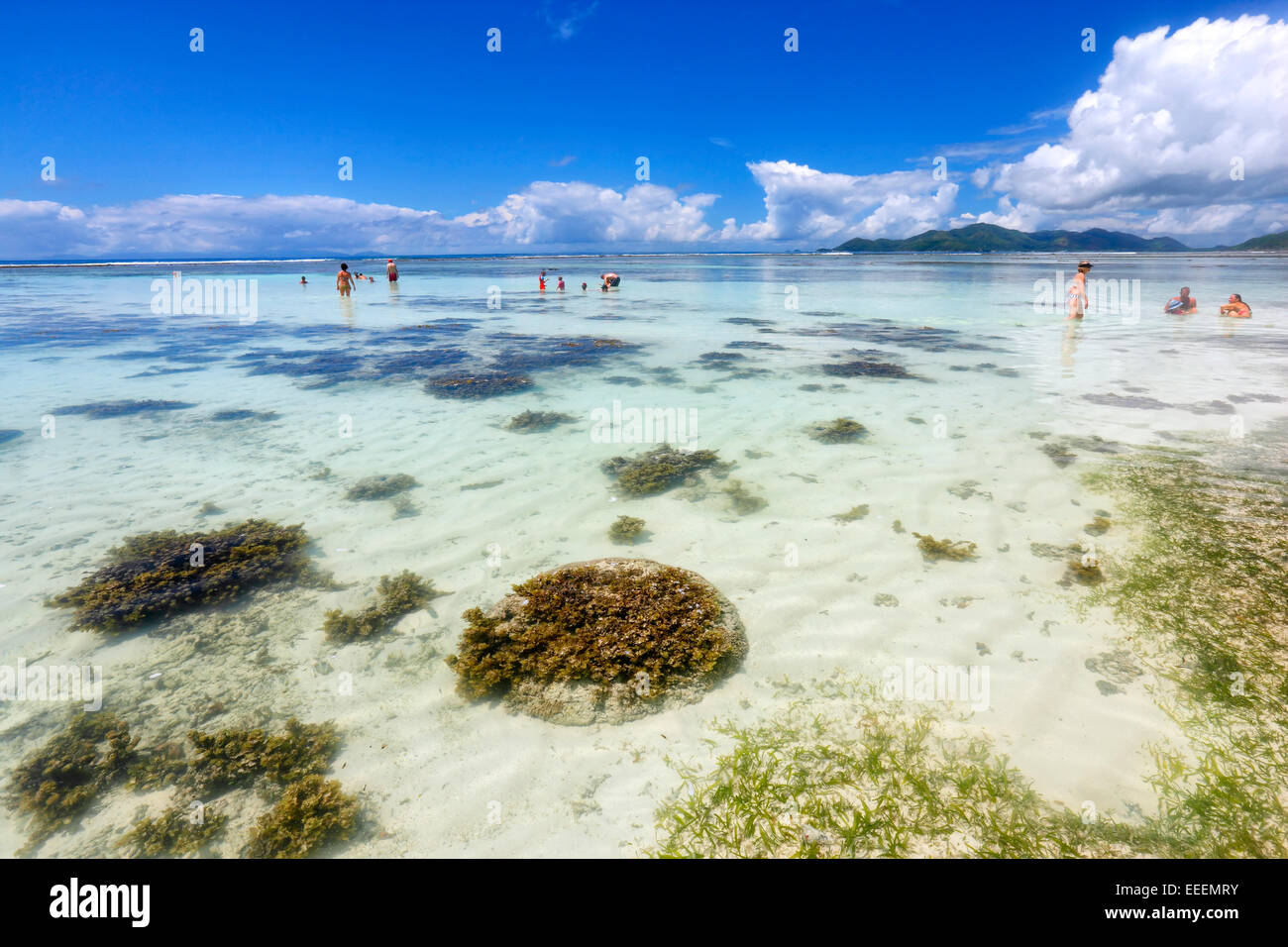 Seychellen-Leute schwimmen im Coral rives, La Digue Stockfoto