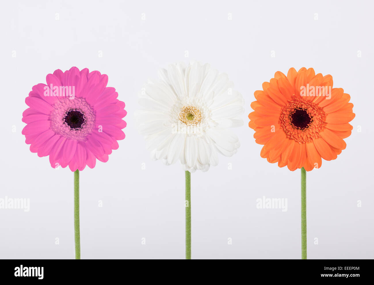 Weiß, orange und rosa Blumen auf weißem Hintergrund Stockfoto