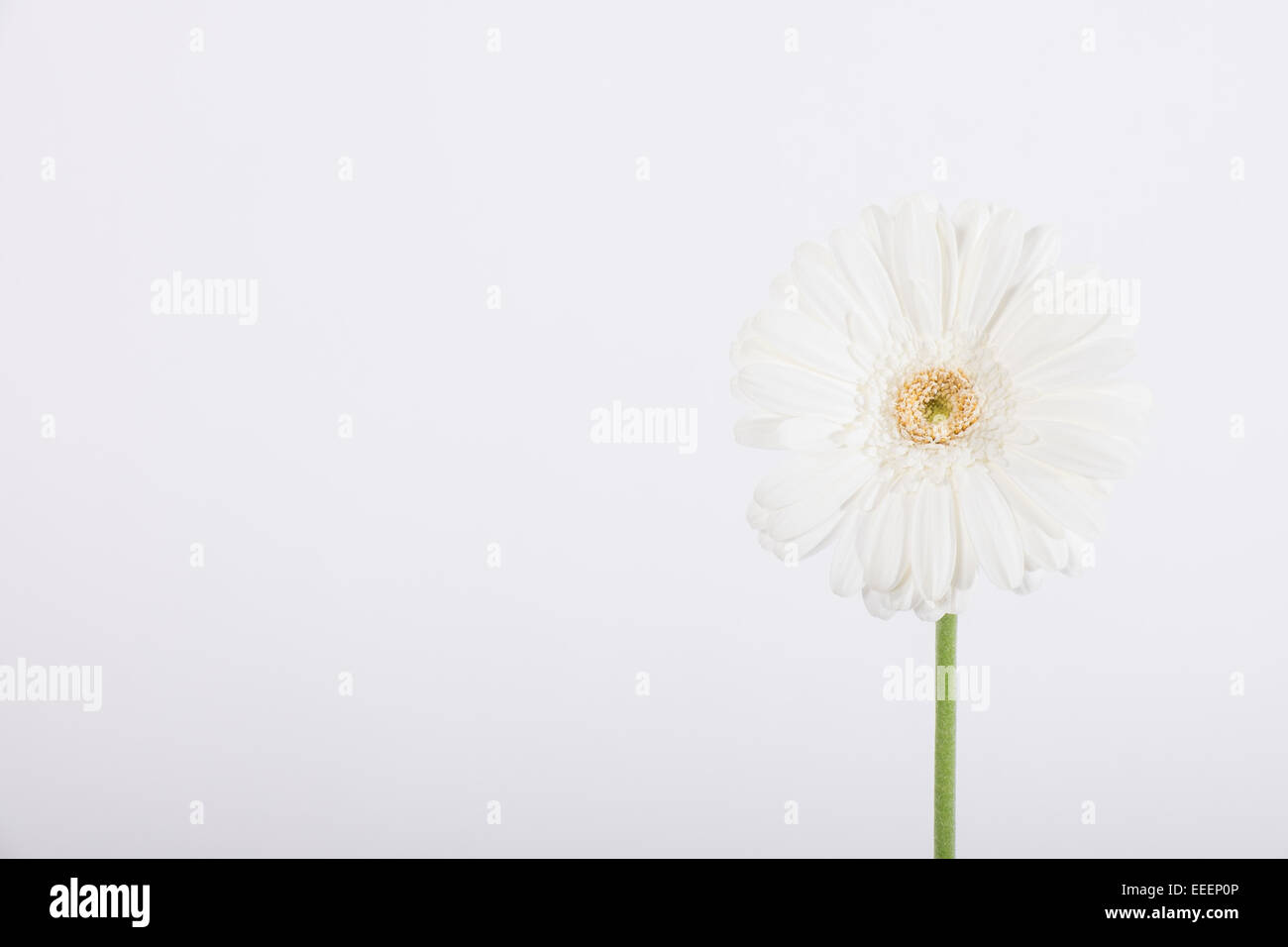 Einzelne Shite Blume auf weißem Hintergrund Stockfoto