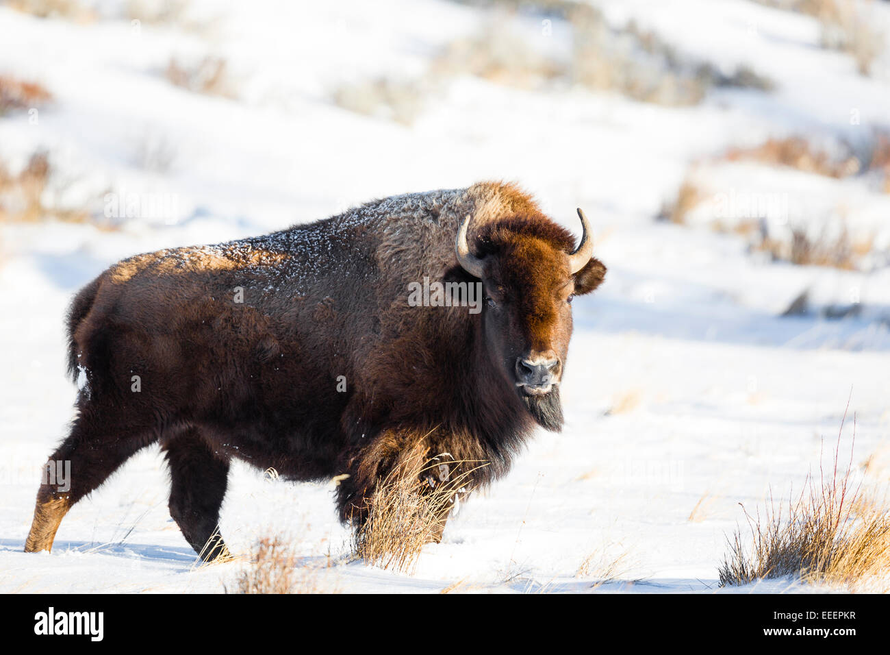 YELLOWSTONE, USA amerikanische Bisons (Bison Bison) im Schnee. Stockfoto