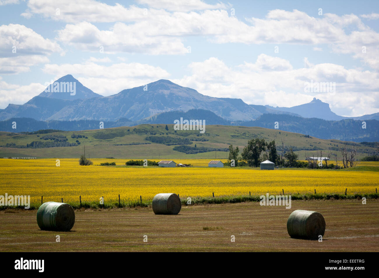 Kautionen von Heu in einem Feld in der Nähe von Rocky Mountains in Alberta, Kanada Stockfoto