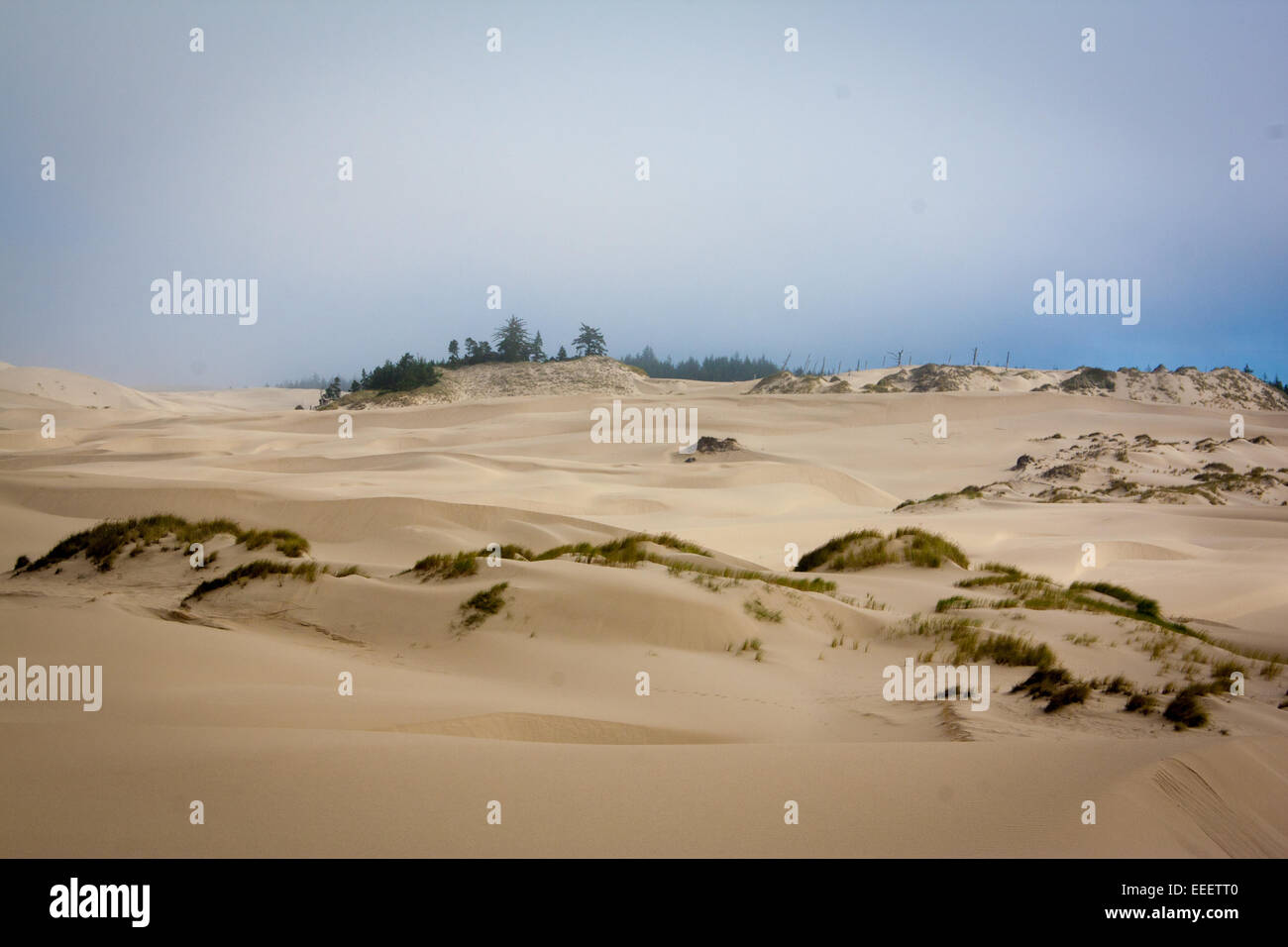 Sanddünen in Oregon Dunes National Recreation Area Stockfoto